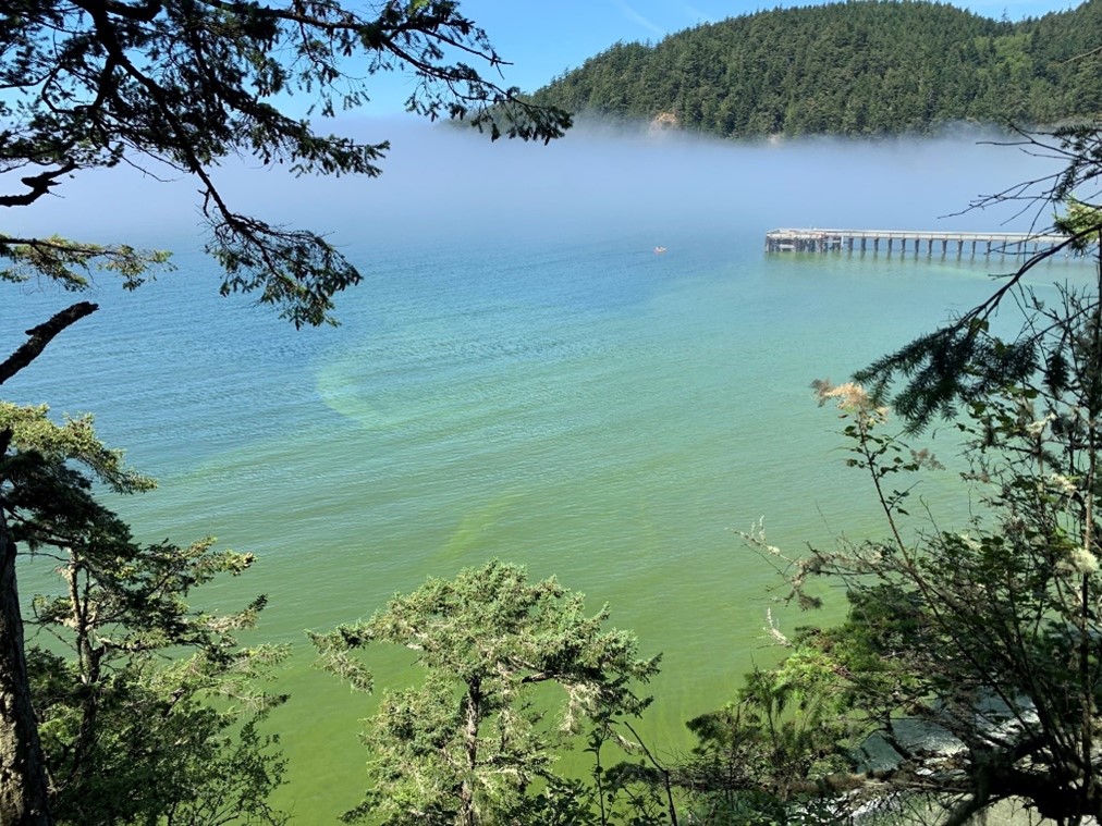 Aerial view of lake with green algae bloom
