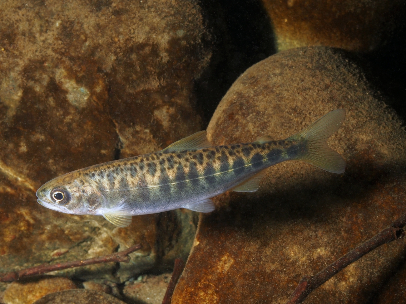 A baby Chinook salmon swims in a rocky stream. The fish has dark bands across it's body with small, black spots on the top.