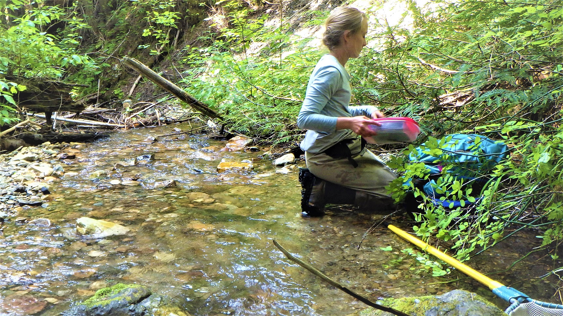 A crew member scrubbing a rock at a pristine creek.