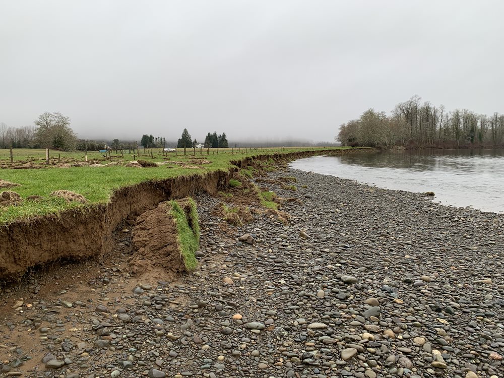River bank actively eroding