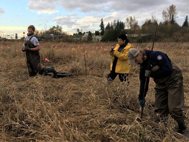 Several members of a Washington Conservation Crews planting willows in a wetland that is dominated with reed canary grass.