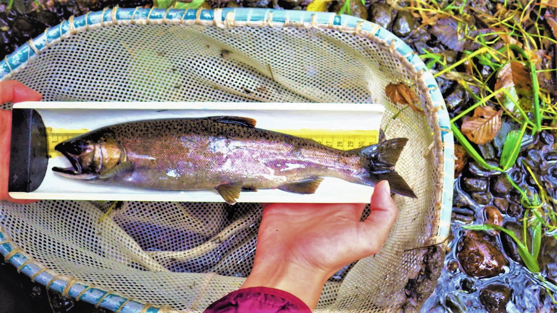 A large salmon on a fish measuring board