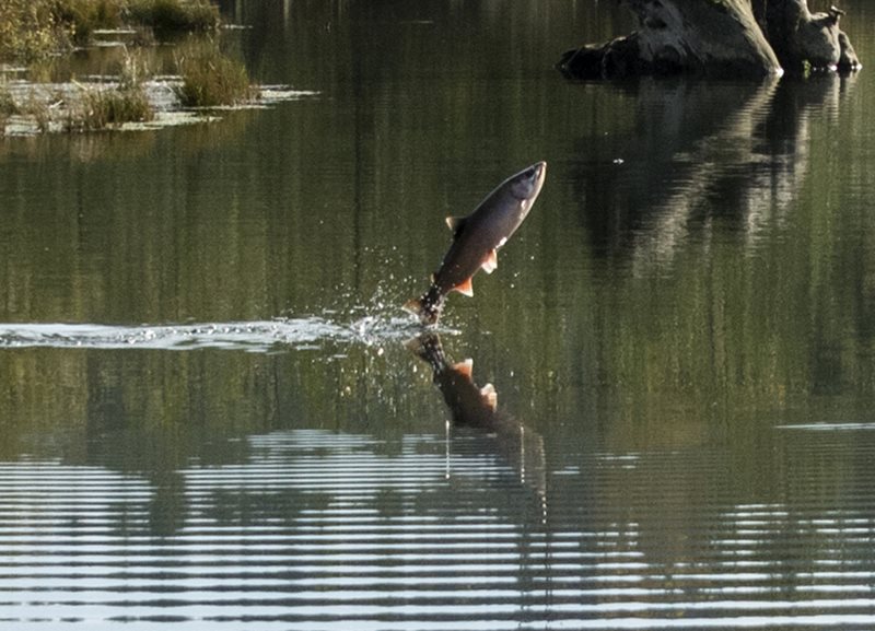 Salmon leaping from water at wetland in Pierce County.