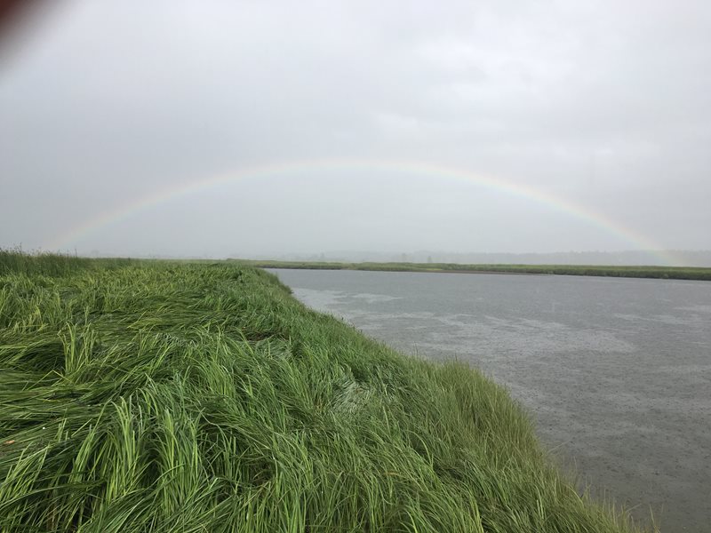 Rainbow over salt marsh.