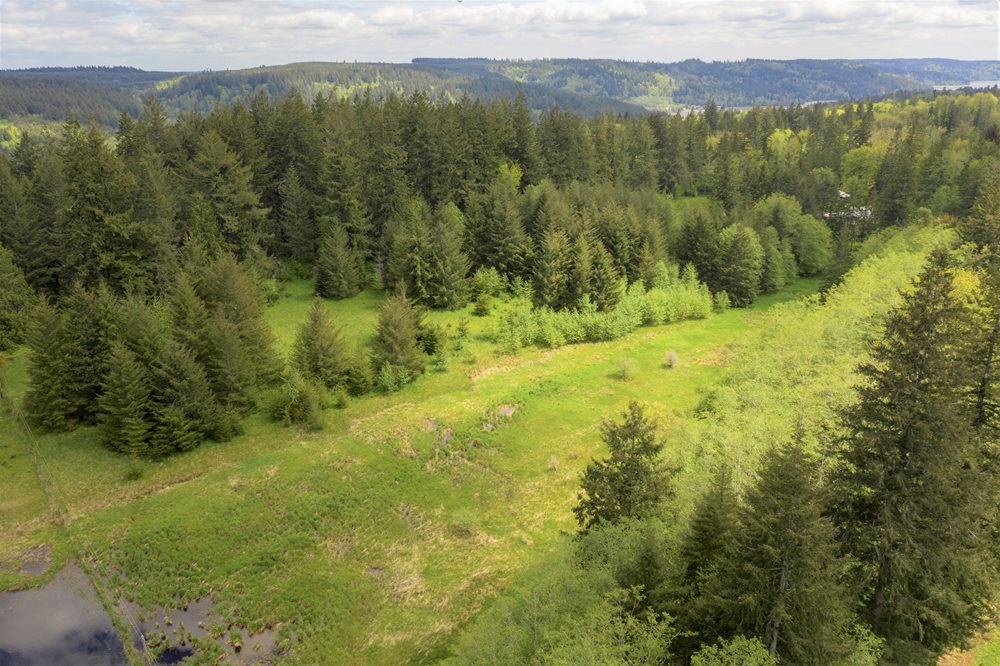 Aerial of bright green strip of wetlands surrounded by evergreen trees