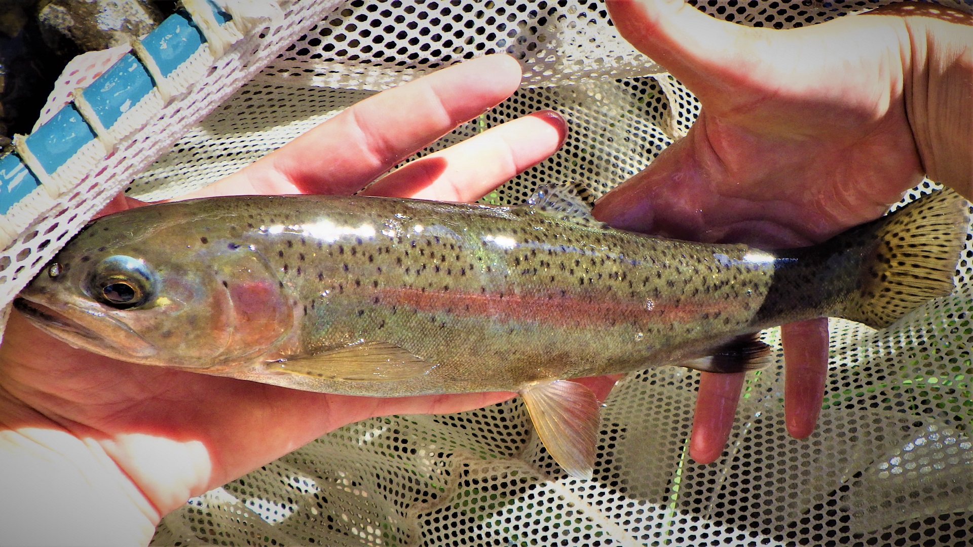 A large fish with a pink stripe being held above a net