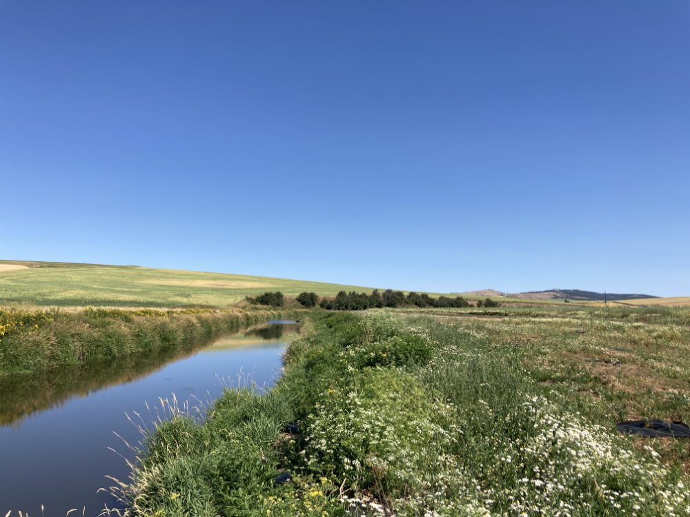 Hangman Creek is seen on the left side of the photo with healthy, native shrubs and grasses along side it and a beautiful blue sky. 