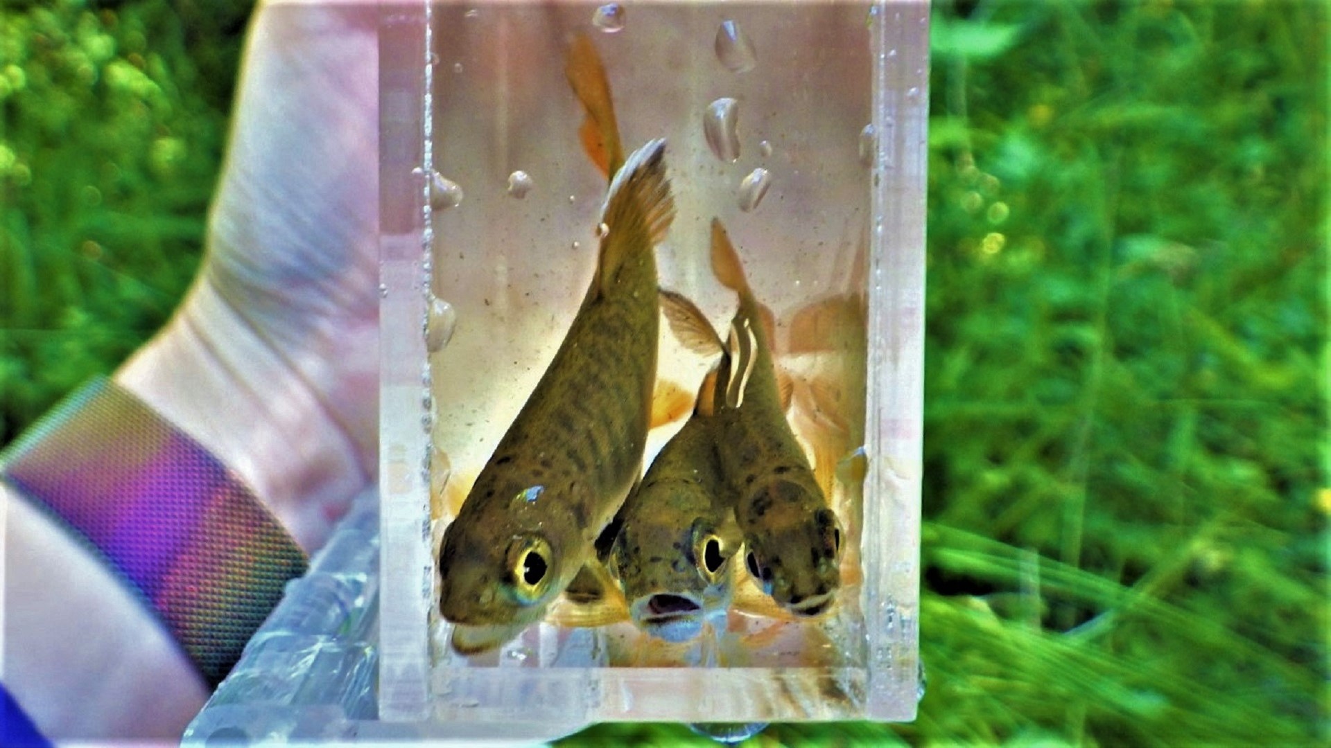 Three small fish in a clear container