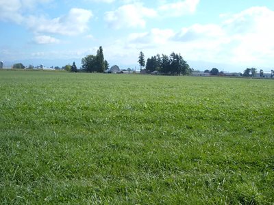 Grass field, stretches into the distance. Trees in far background.