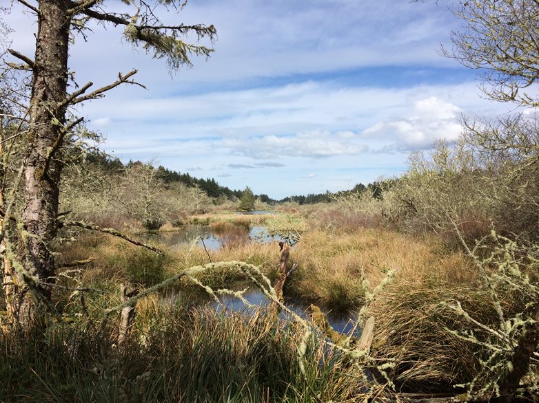 Standing water pools in between dense wetland emergent vegetation.