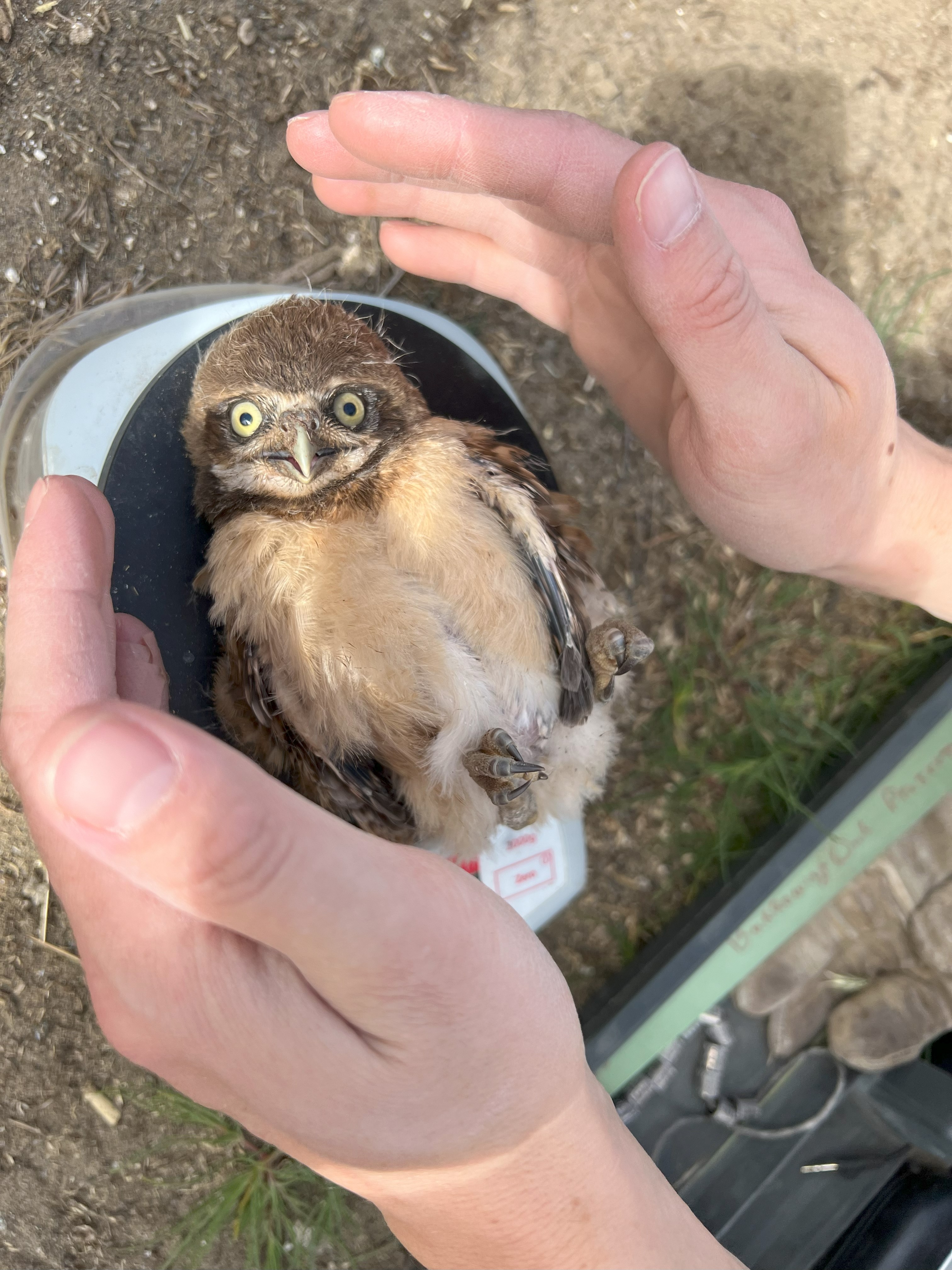 A young owl on a scale to record weight during banding