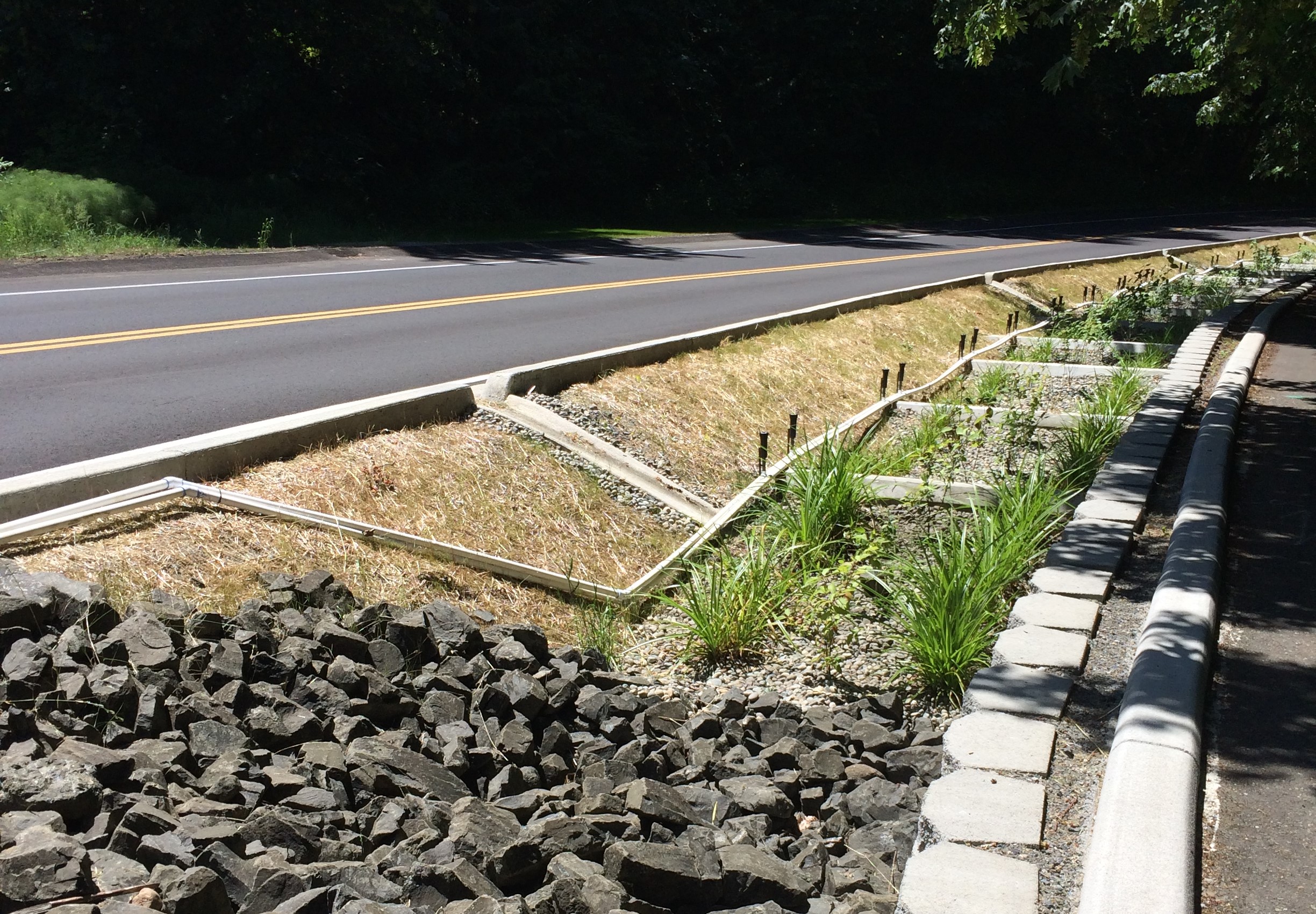 road with openings in the curb that direct rain to flow into an area with dirt and small plants.