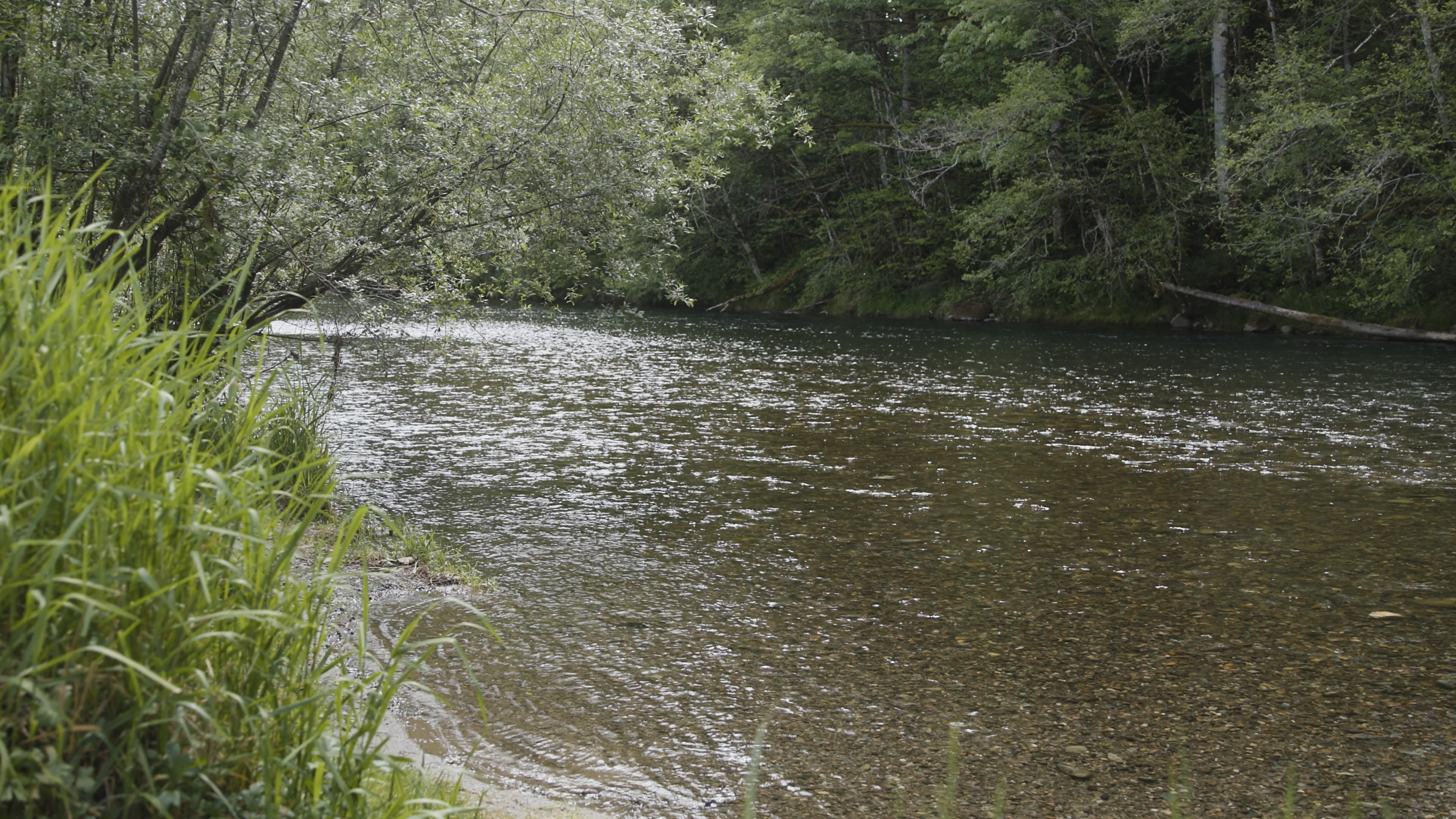Image of riparian habitat from the Green River in Washington State