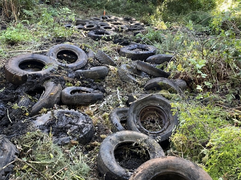 Dozens of old black tires rest in a green wetland