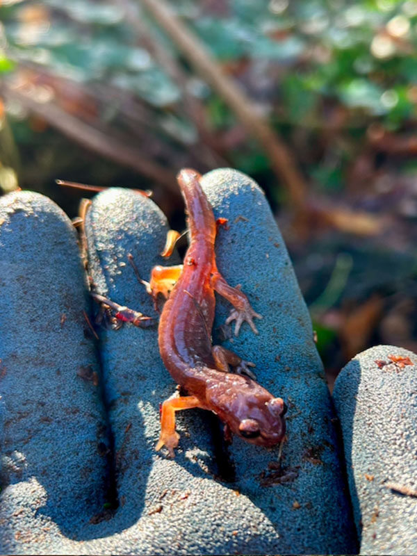 A close up of a gloved hand holding a salamander.