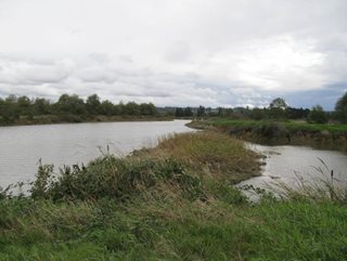 Tidal marsh with grasses at Snohomish River Estuary. 