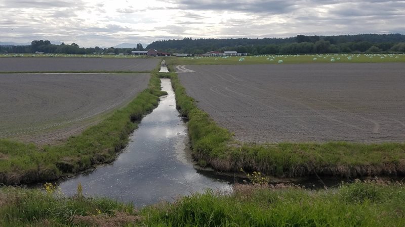 This recently-tilled farm field in Snohomish County will be allowed to return to natural coastal wetlands.