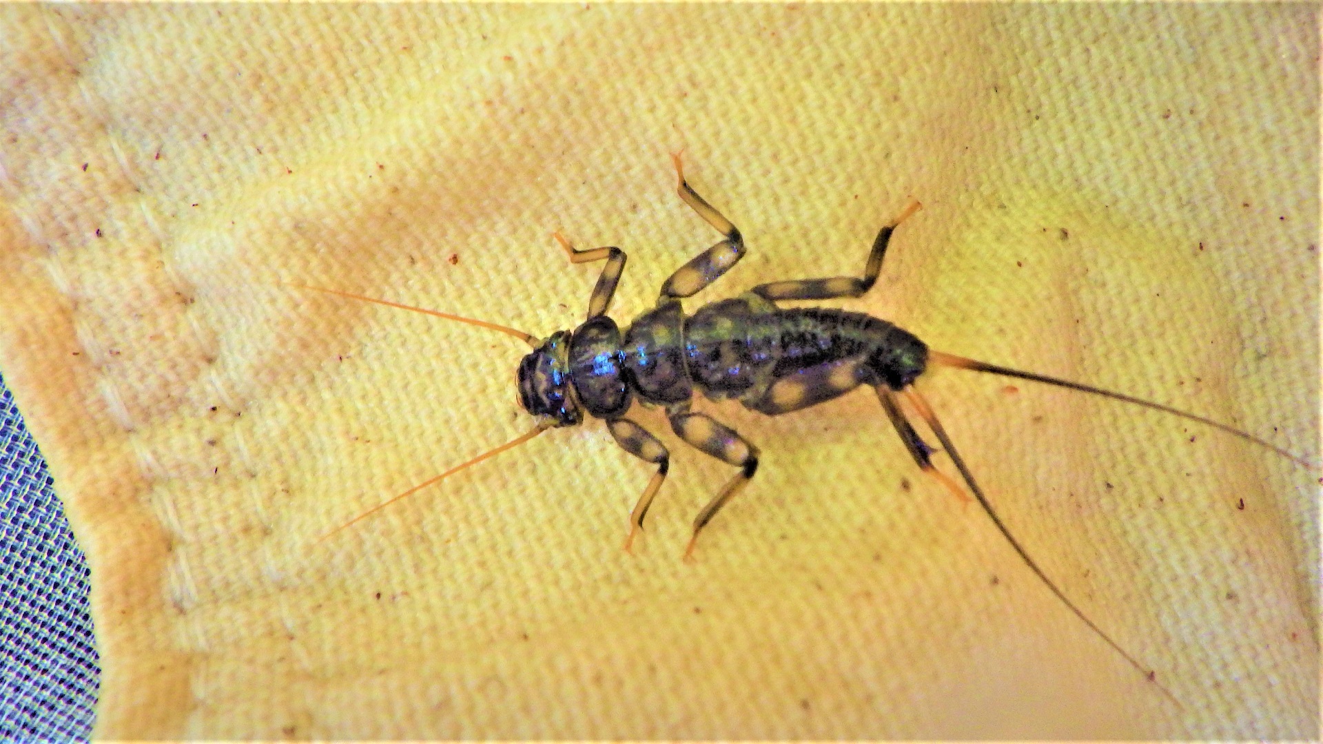 A closeup view of a stream bug in a bug net