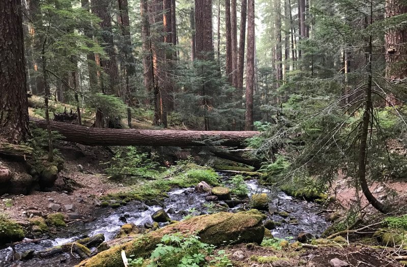 Stream running through dense green forest
