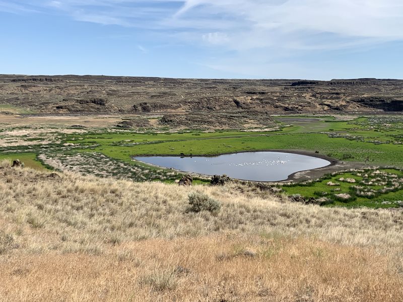 Small pond surrounded by green grass surrounded by desert-like conditions.