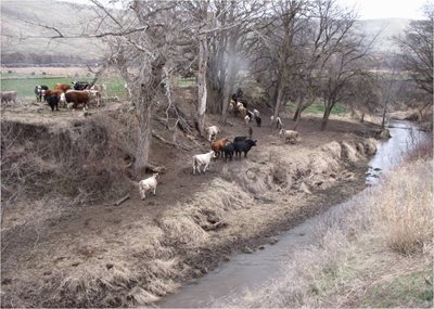 Cattle by a stream on a dirt path, farmland in background.