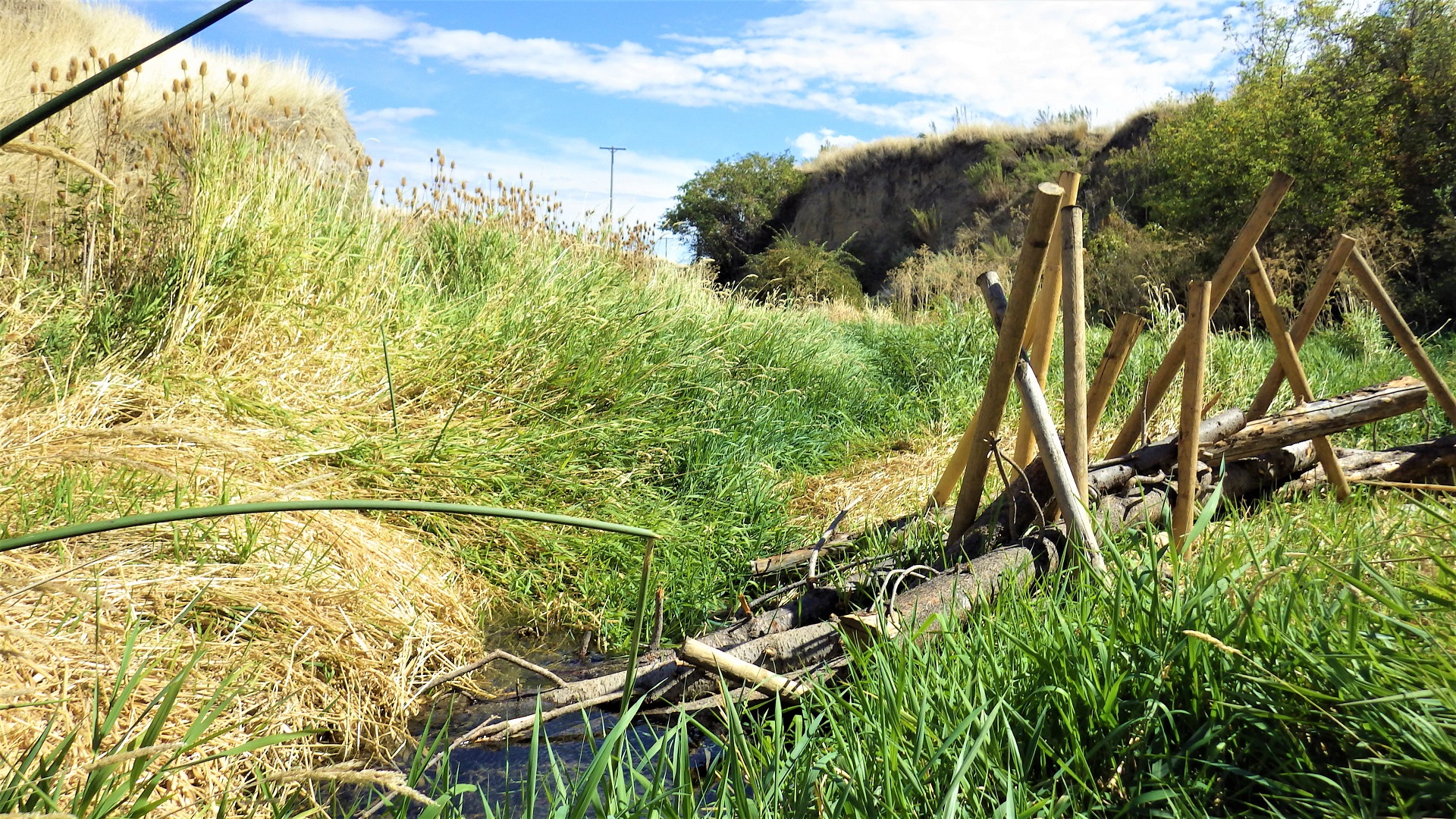 Tall poles holding wood in place on a grassy stream