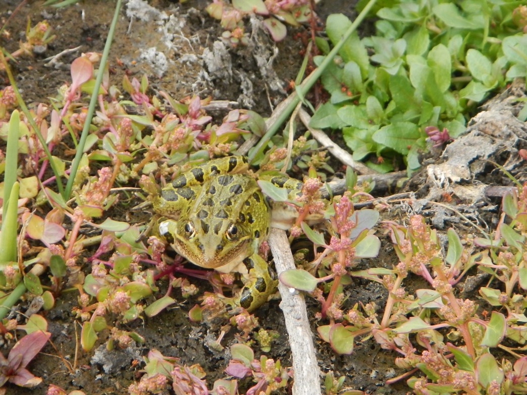 Leopard frog blending in with herbaceous wetland plants.