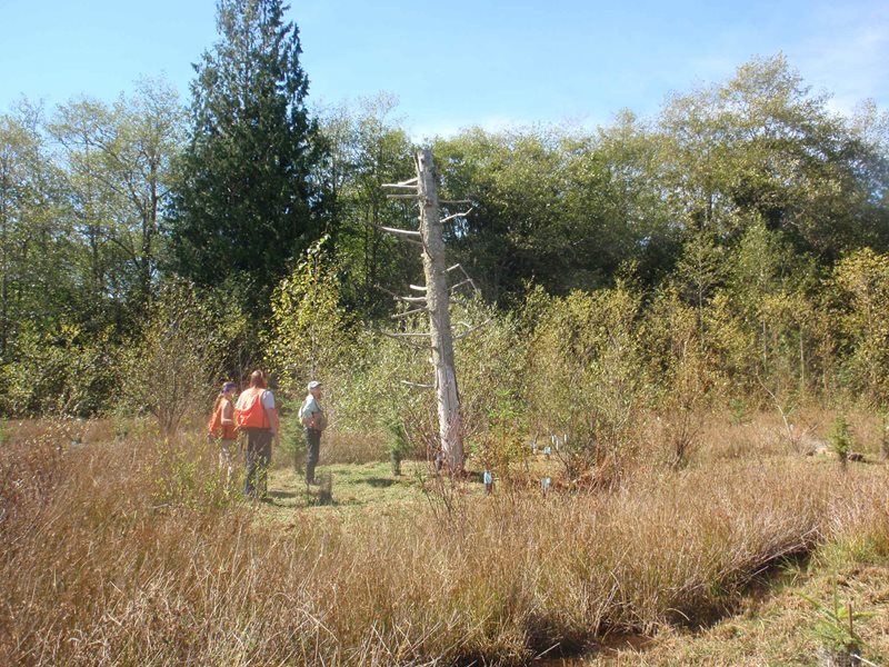 Three inspectors with orange vests looking at a large tree snag in a wetland. There are trees and bushes ringing the wetland mitigation site