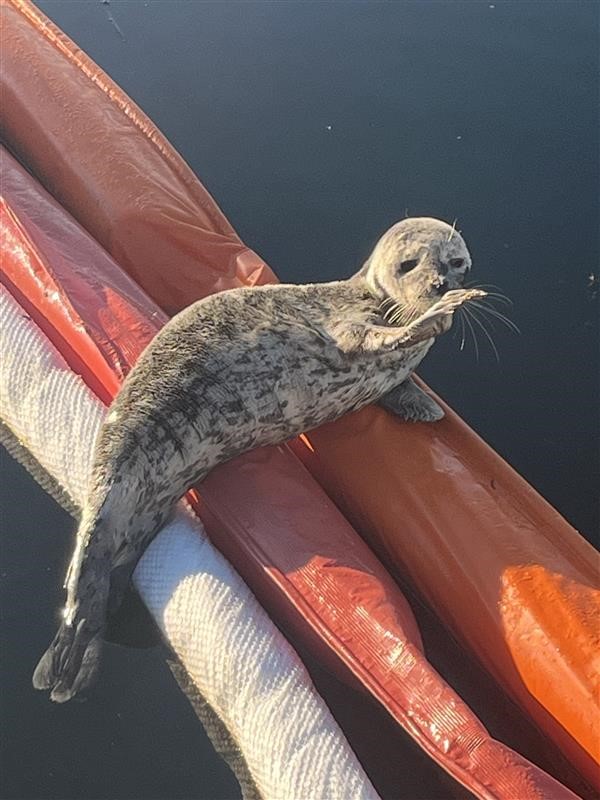 Harbor seal pup on top of hard boom in water.
