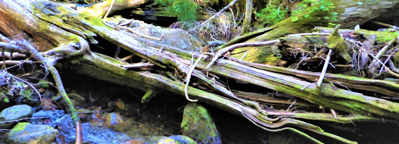 Photo of large wood spanning the stream