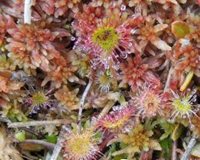 Close up of sphagnum moss in Hooven Bog