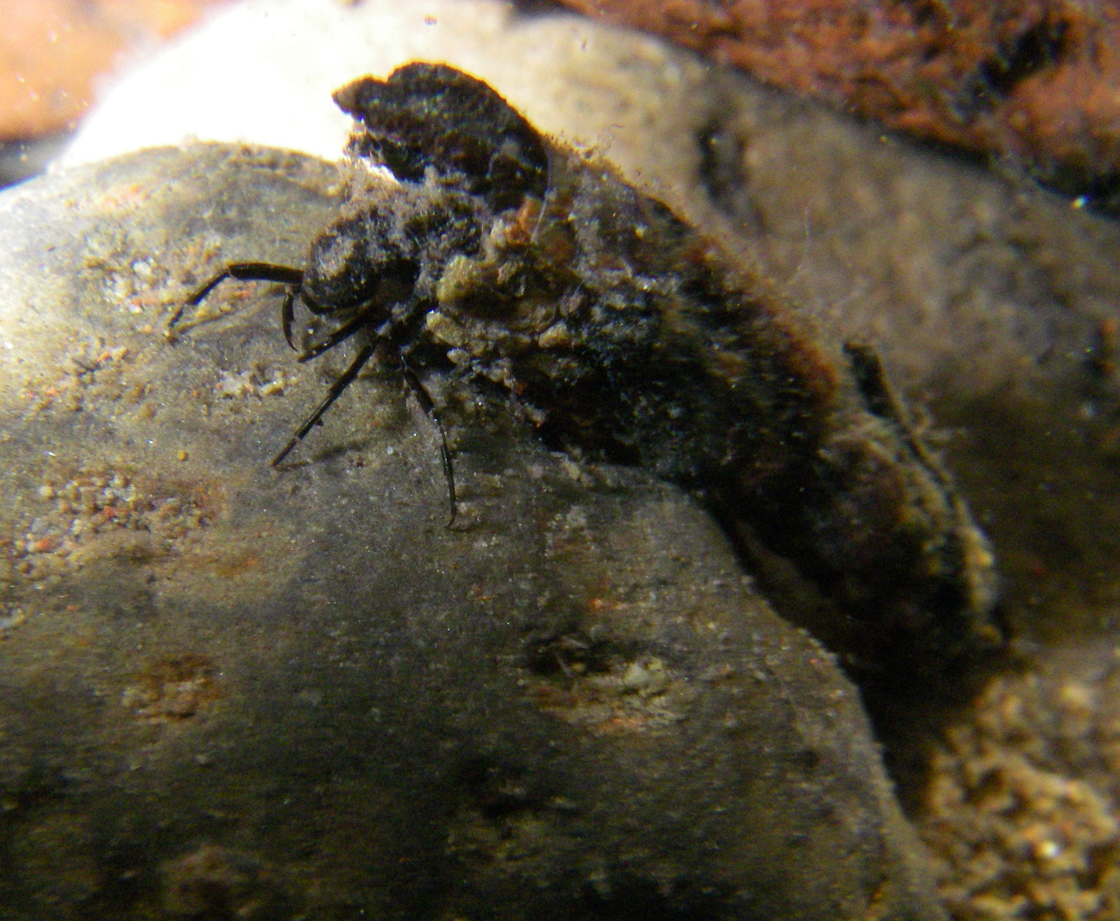small bug on rock, pincers protrude from tube of tiny stones