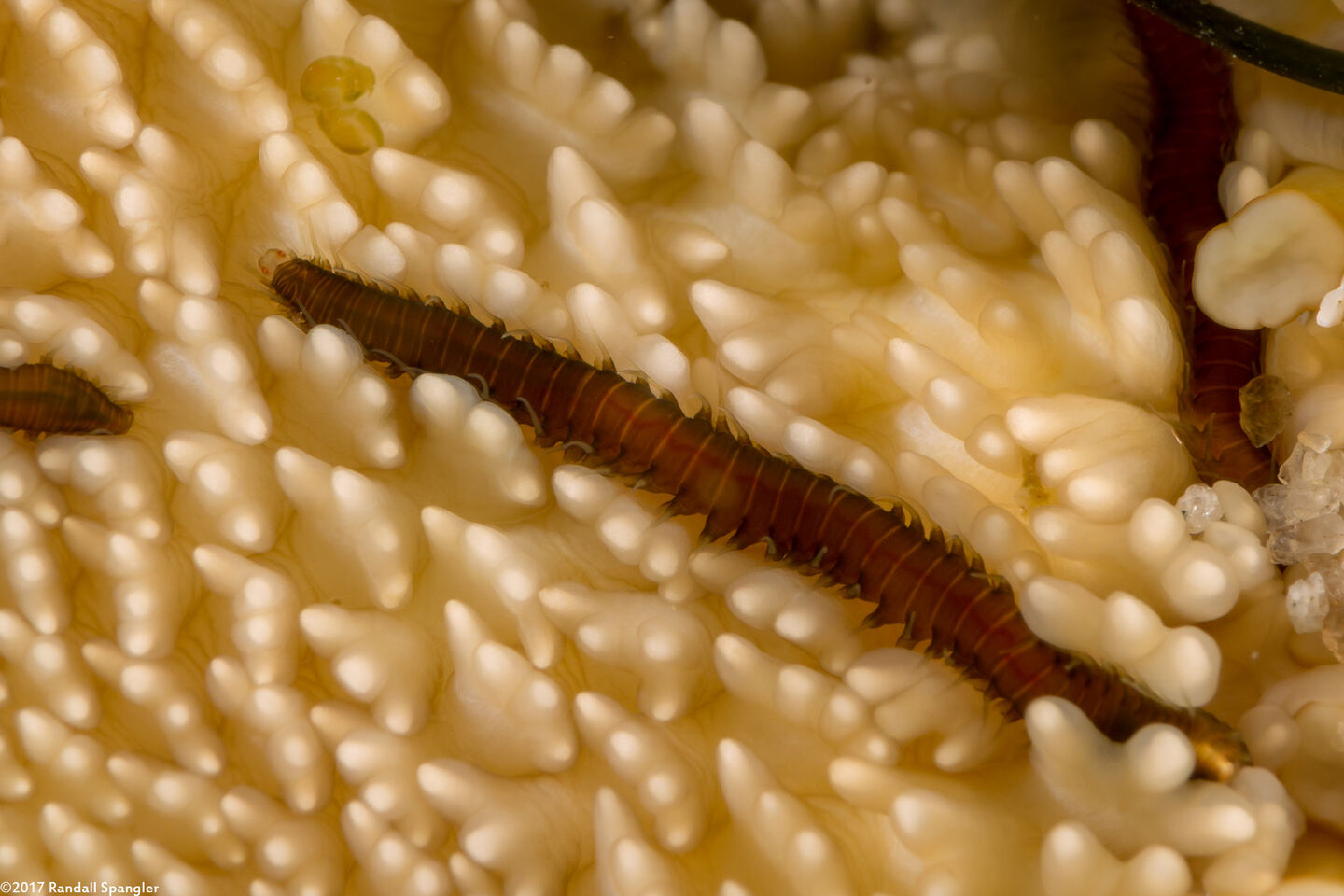 Close-up of a dark brown striped worm crawling between light-colored spines of a larger animal. The heads of several other worms are visible on the edges of the photo.