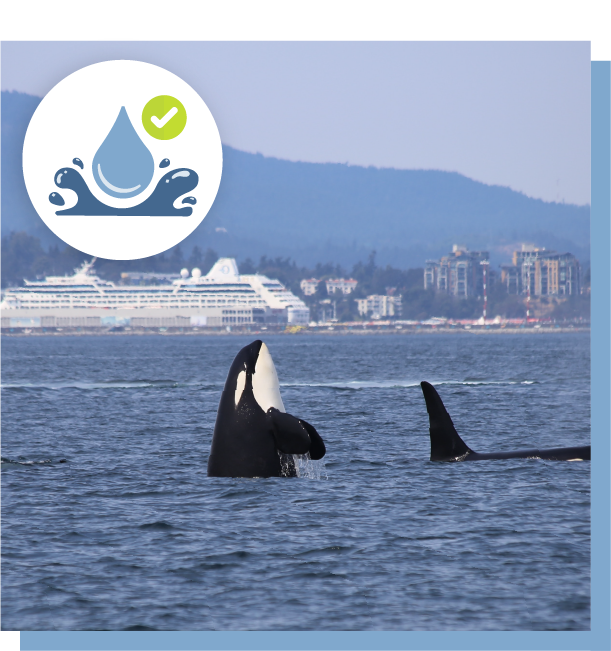 Orcas breaching in Puget Sound