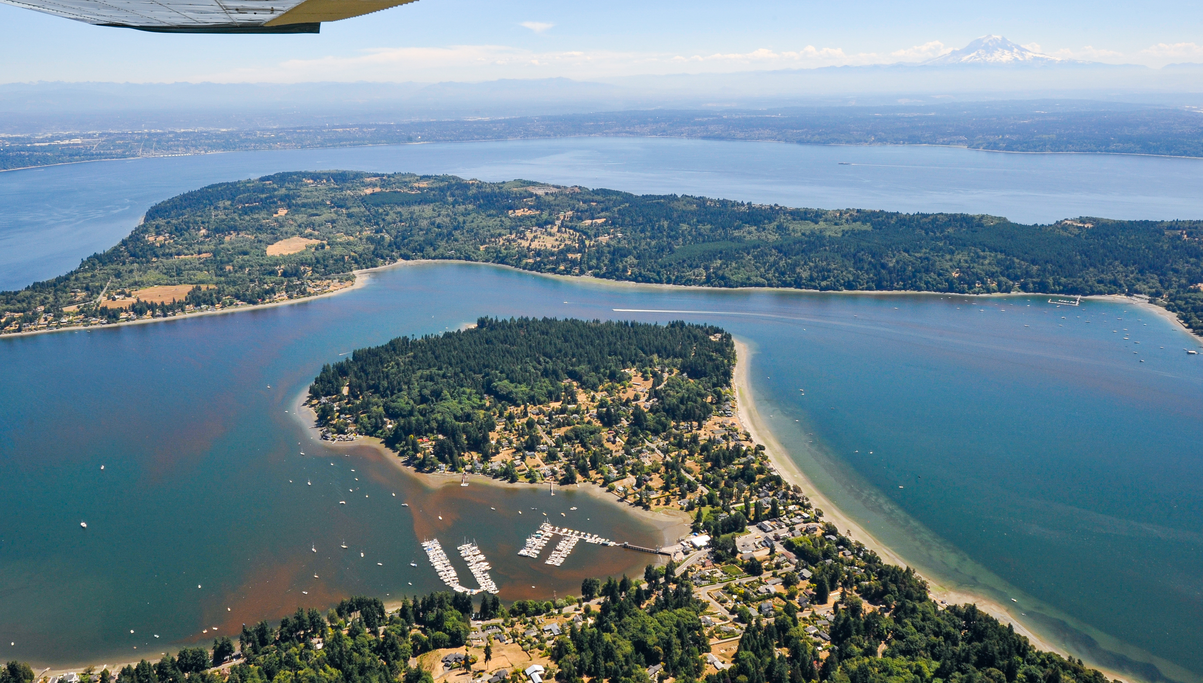 Aerial view of a large harbor with a purple algae bloom in the background and a red-brown algae bloom near a marina in the foreground.