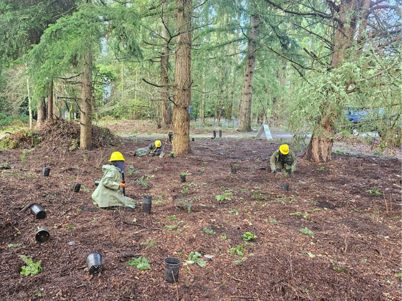 A WCC crew install native plants in a forested park.