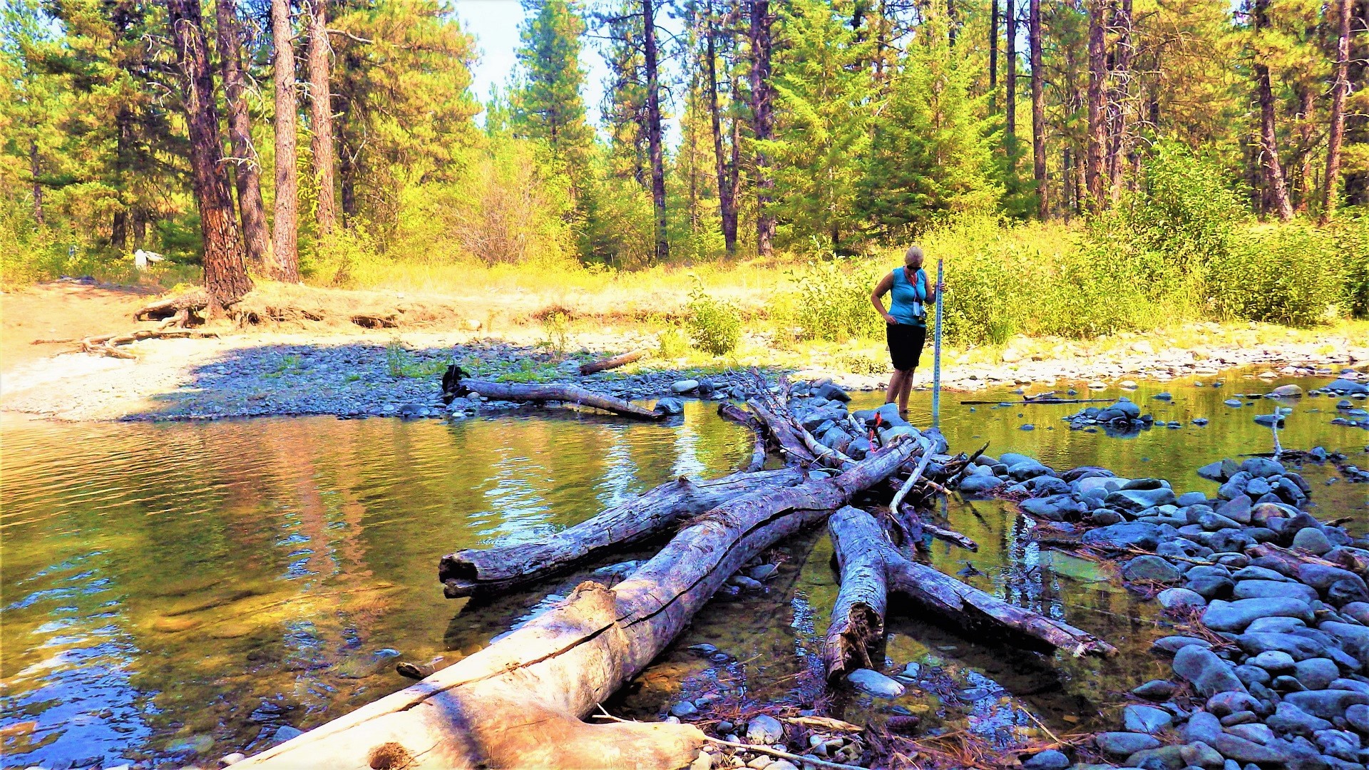 A person with a measuring rod looking at a large piece of wood in a stream