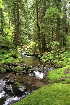 lush green forest surrounding flowing stream