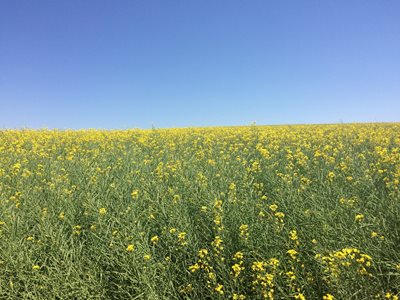 Canola crop, green plants with yellow buds.