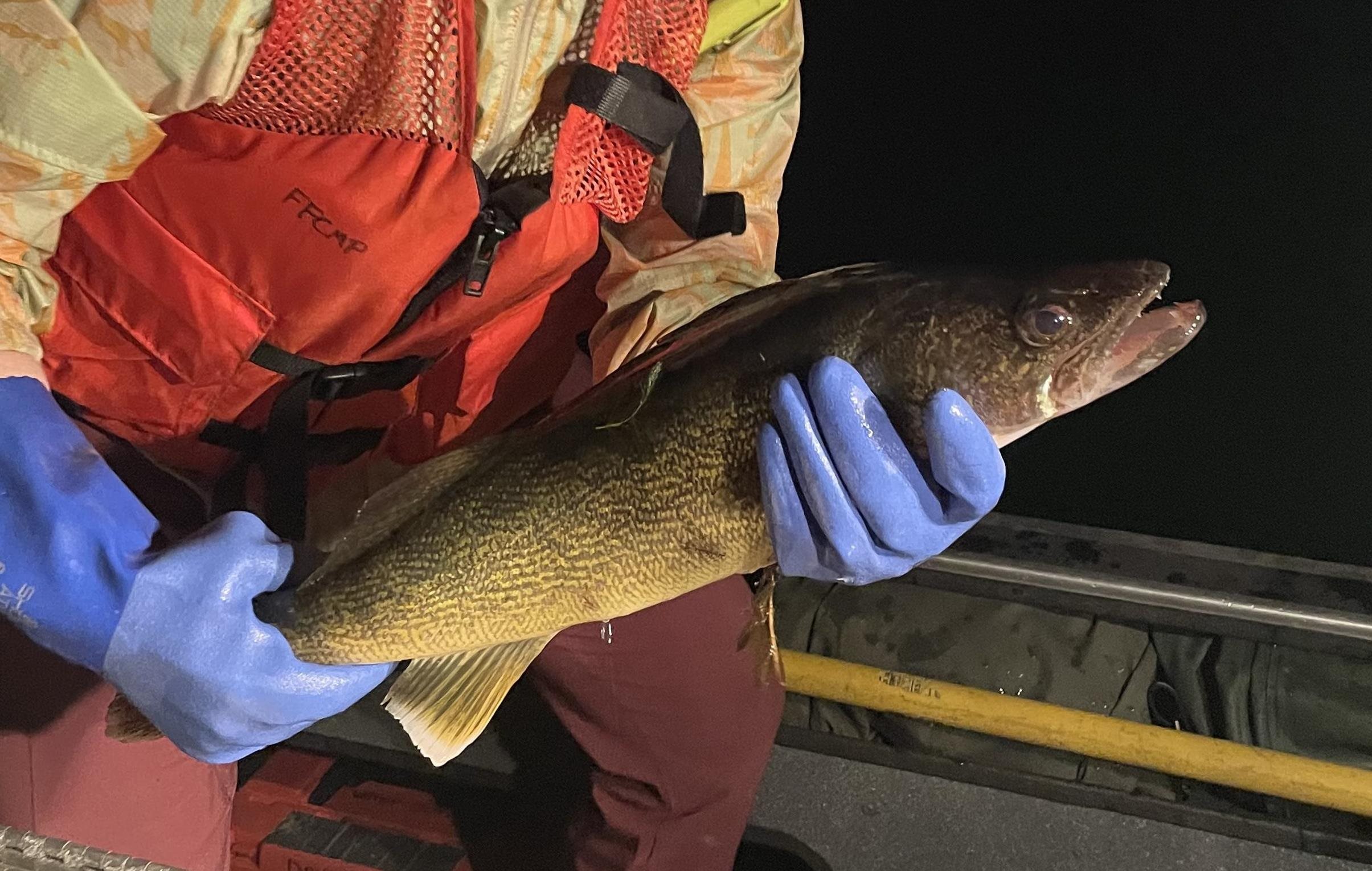 A scientist holding a walleye fish.