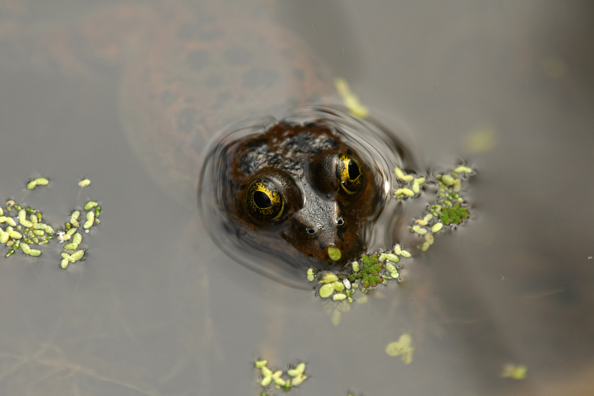 Oregon spotted frog lifts head and eyes above the water.
