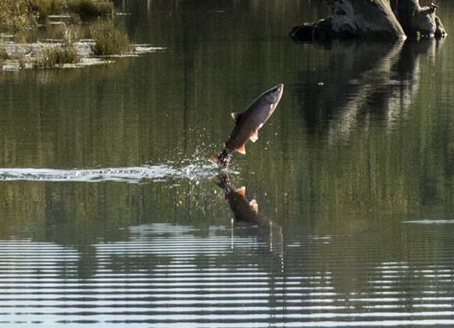 Salmon leaping out of water.