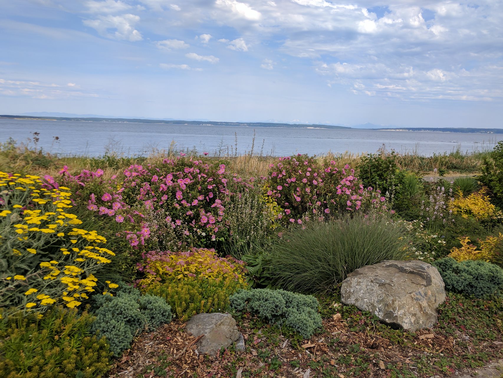 Bioretention facility has vegitation with a bay or ocean in the background