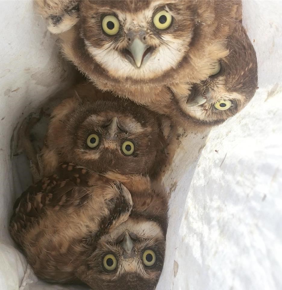 Four young owls ready for banding and release.