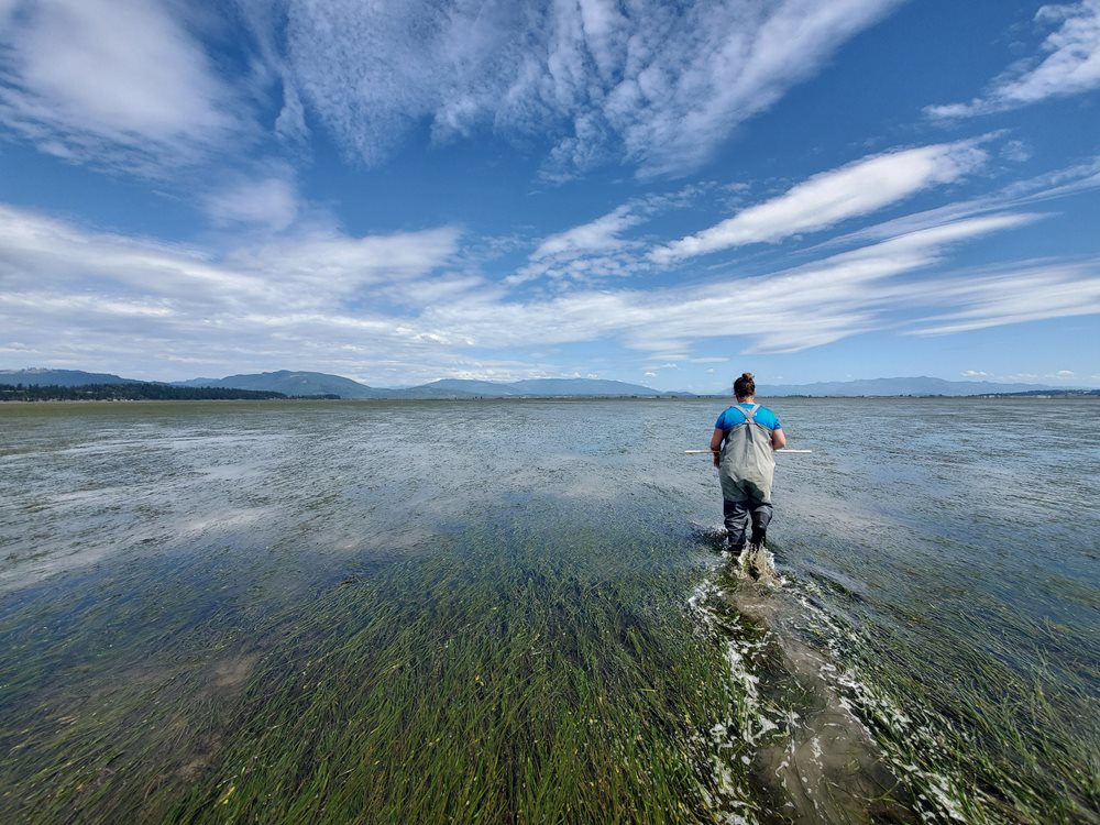 Woman walking in eelgrass and water.