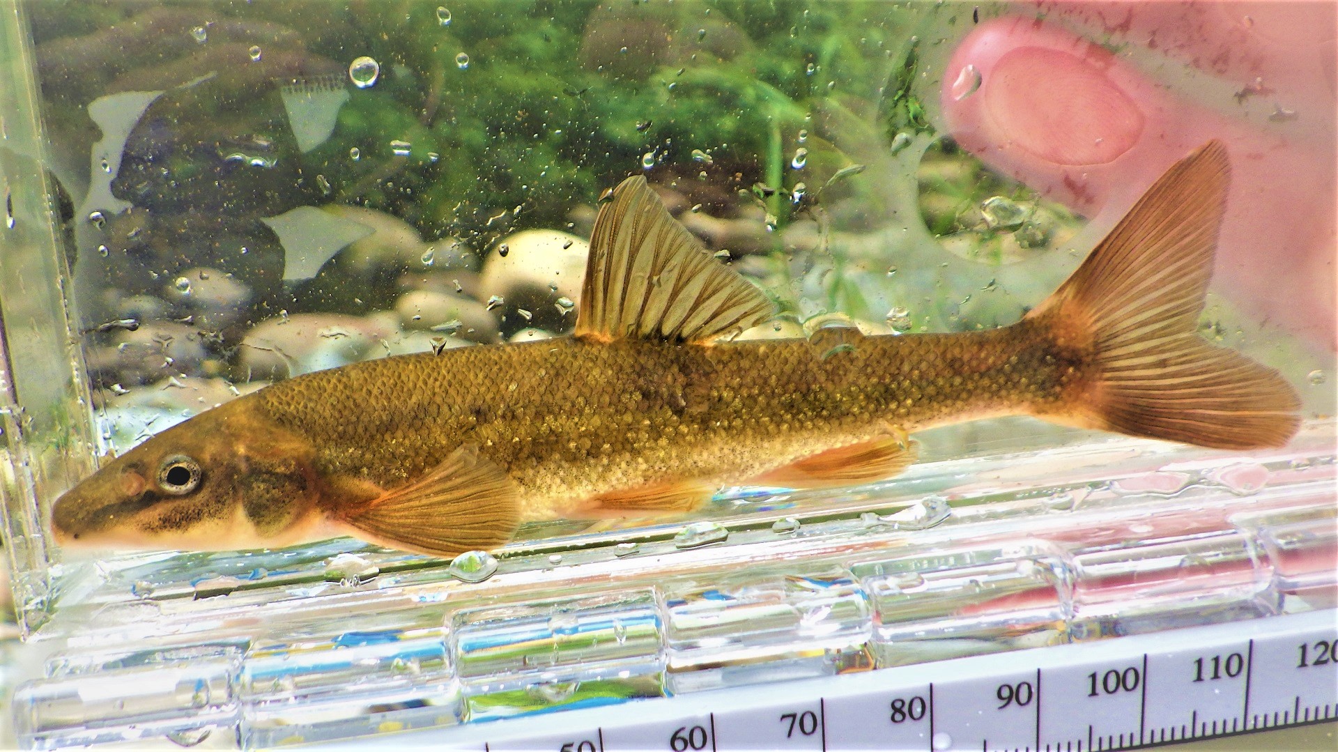 A fish in a clean container being measured