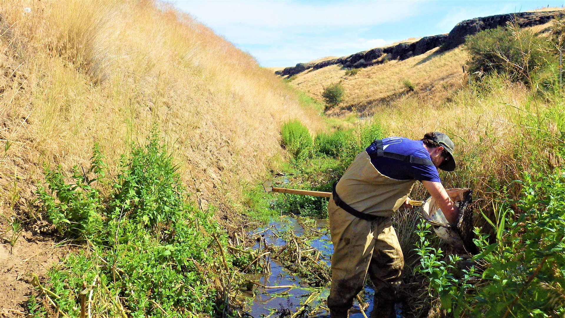 A person standing in a grassy stream, holding a net