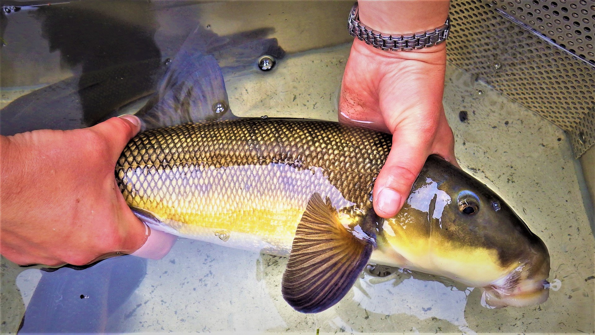 A large brown fish with an oval shaped mouth being held by someone