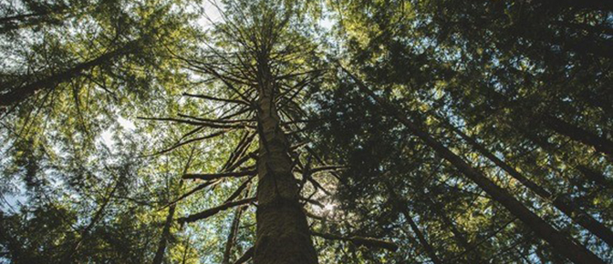 View looking up at green forest trees