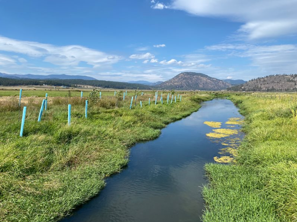 Tree plantings next to stream